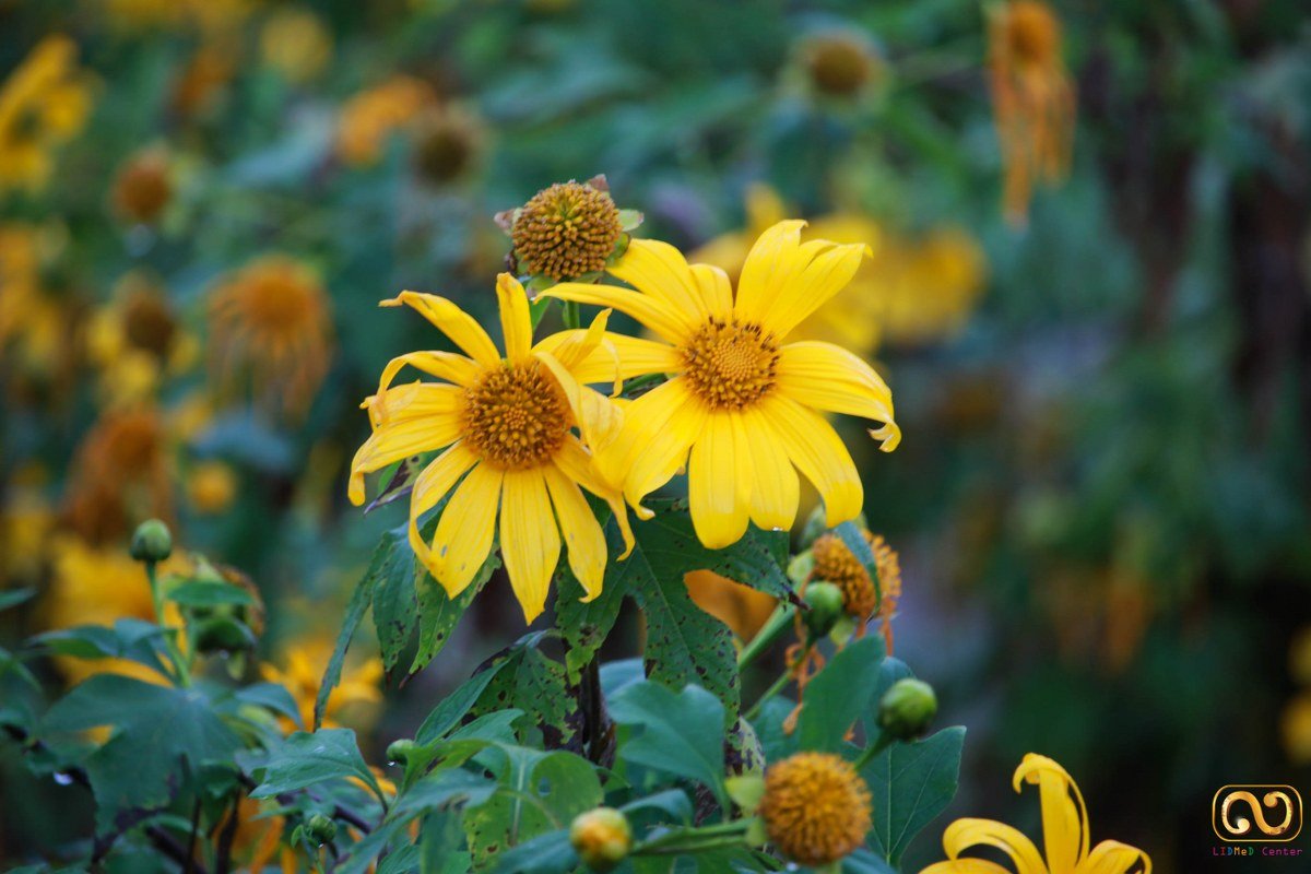 Mexican sunflower Forest Park Doi Mae Ukho | MaeHongSon E-Archive